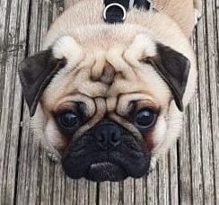 Pug - Charlie