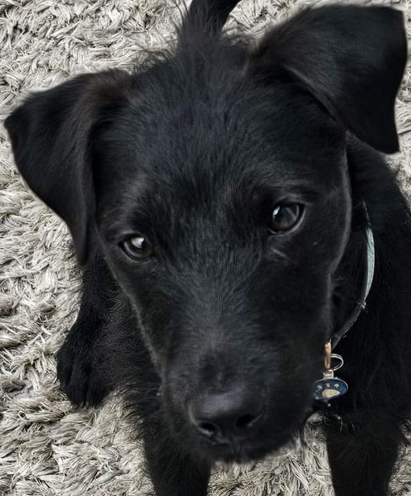 Black Dog - Terrier - Eddie