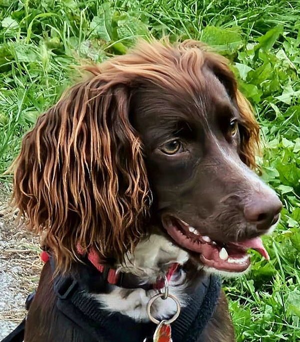 Brown Cocker Spaniel