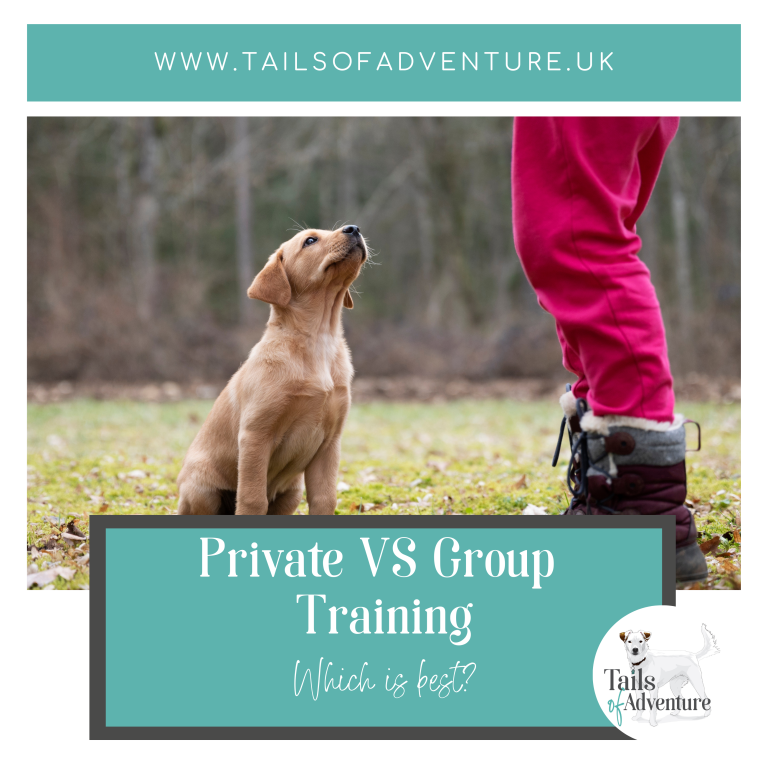 Blog Cover, Dog sat in front of trainer, private and group training