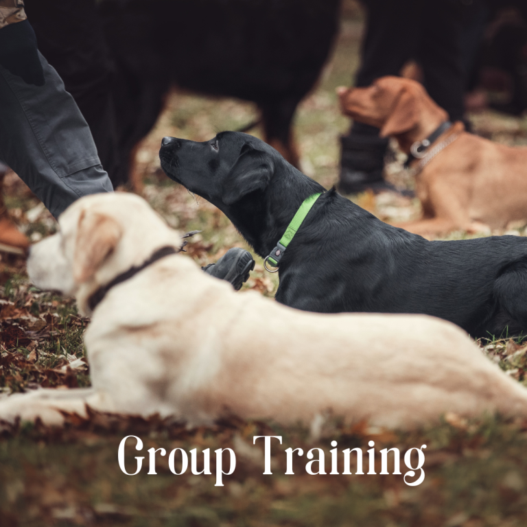 dogs laying down in a group training session barnsley