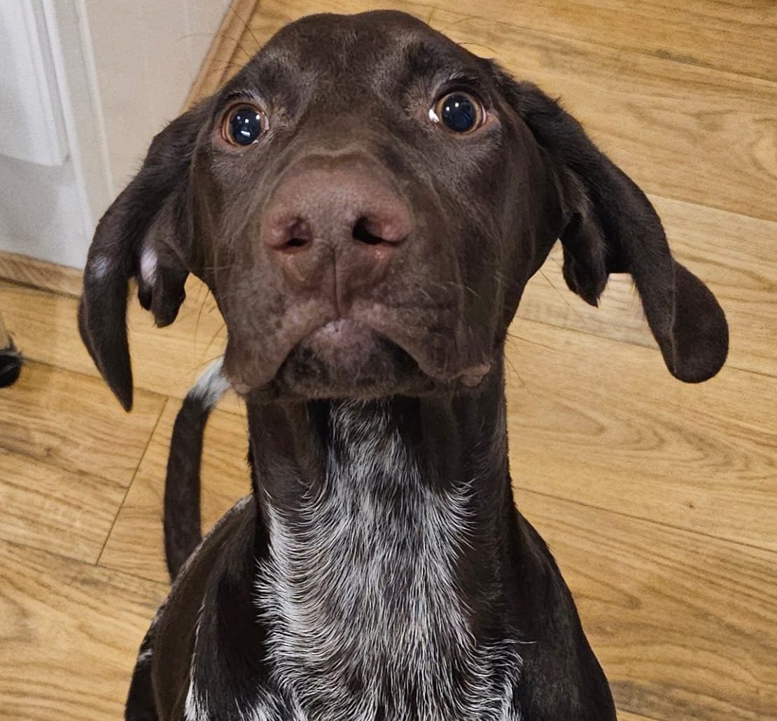 Liver and Tick German Short Haired Pointer