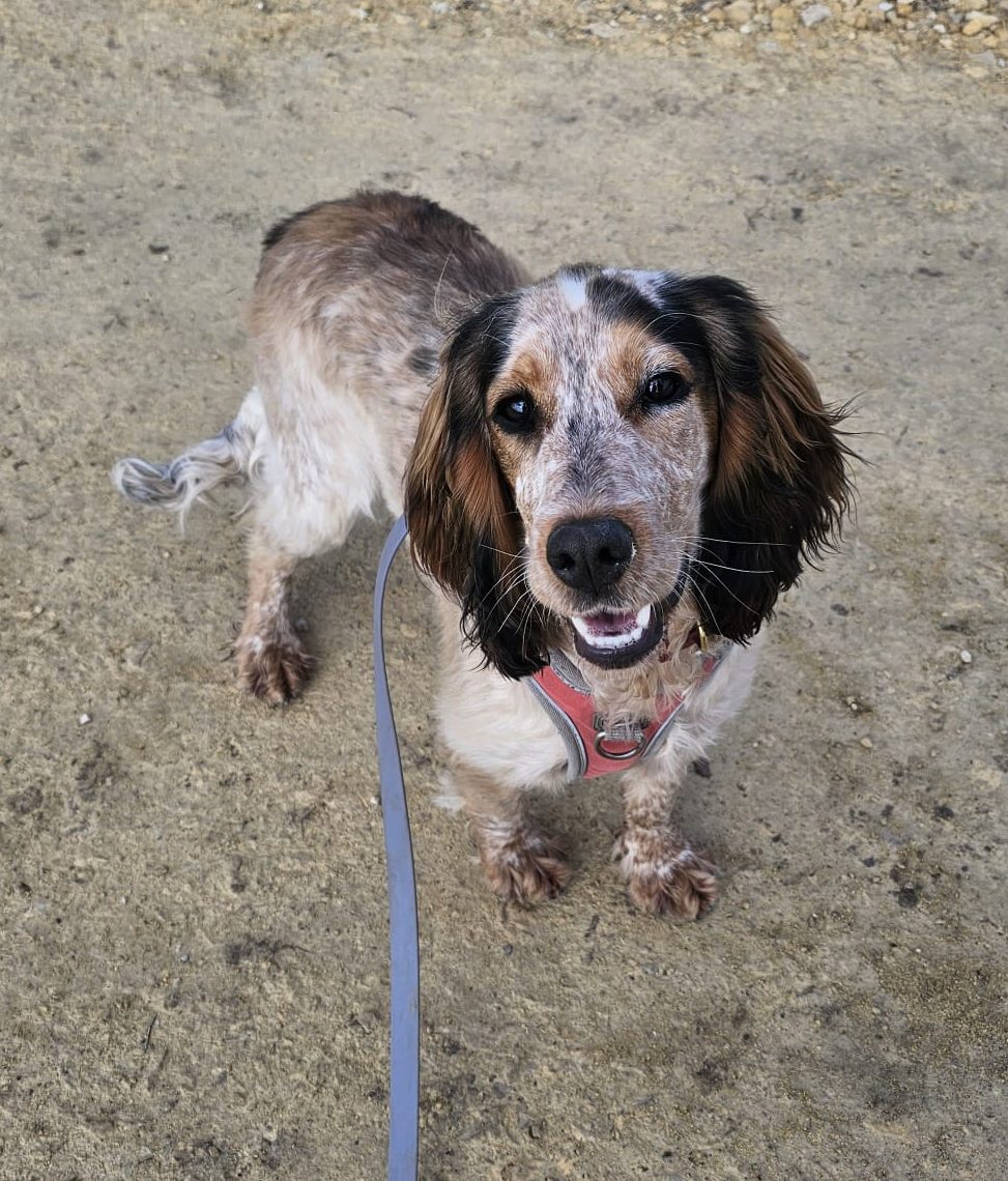 Gladys - Show line Spaniel