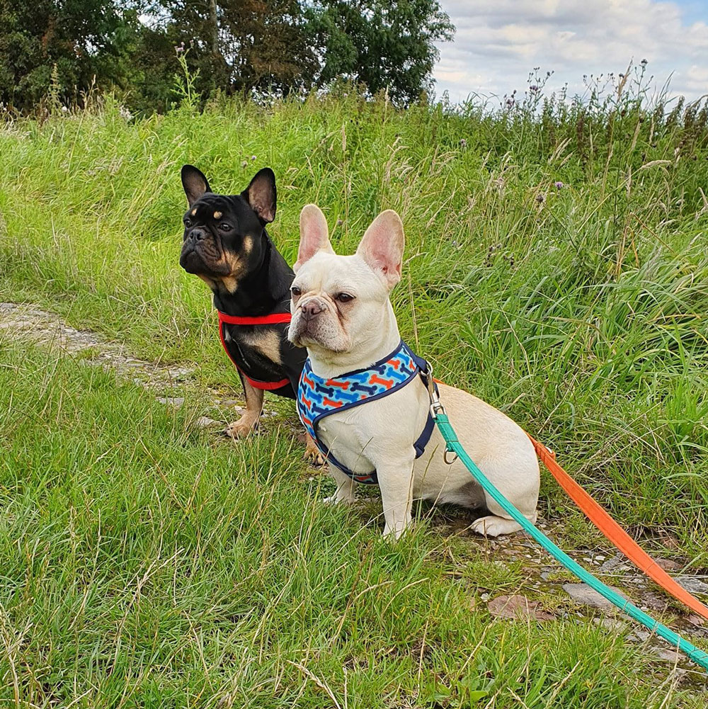 two french bulldogs, one black and tan and another fawn sat in a field staring away from the camera - Tails of Adventure - Becky Bamforth - Royston, Barnsley, South Yorkshire