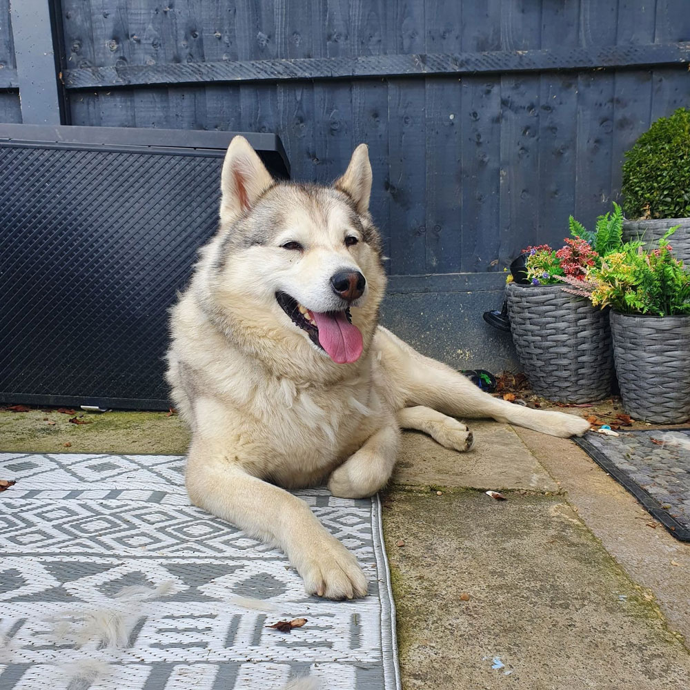 Large Husky Dog laying down - Tails of Adventure - Becky Bamforth - Royston, Barnsley, South Yorkshire