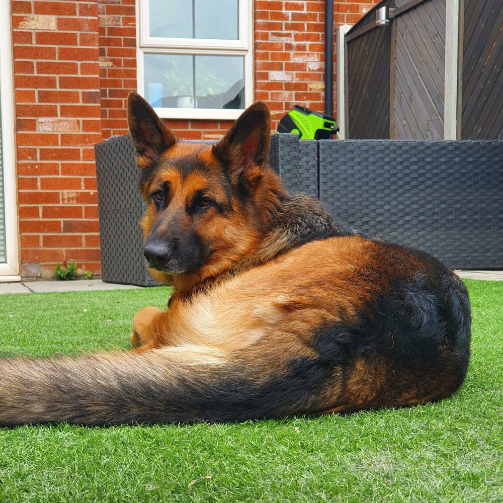 German Shepherd Dog laying on artificial grass - Tails of Adventure - Becky Bamforth - Royston, Barnsley, South Yorkshire