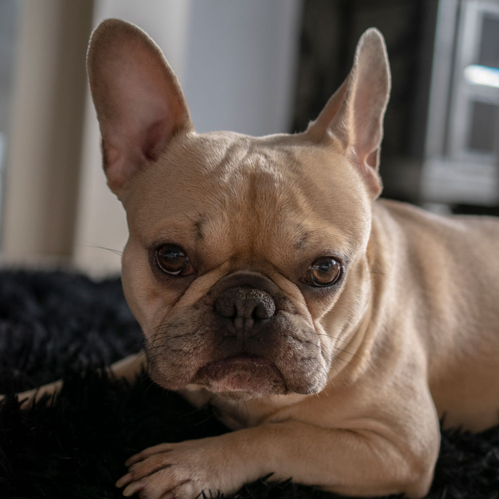 Dog Walking Barnsley