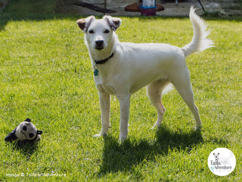 Dog Walking Barnsley