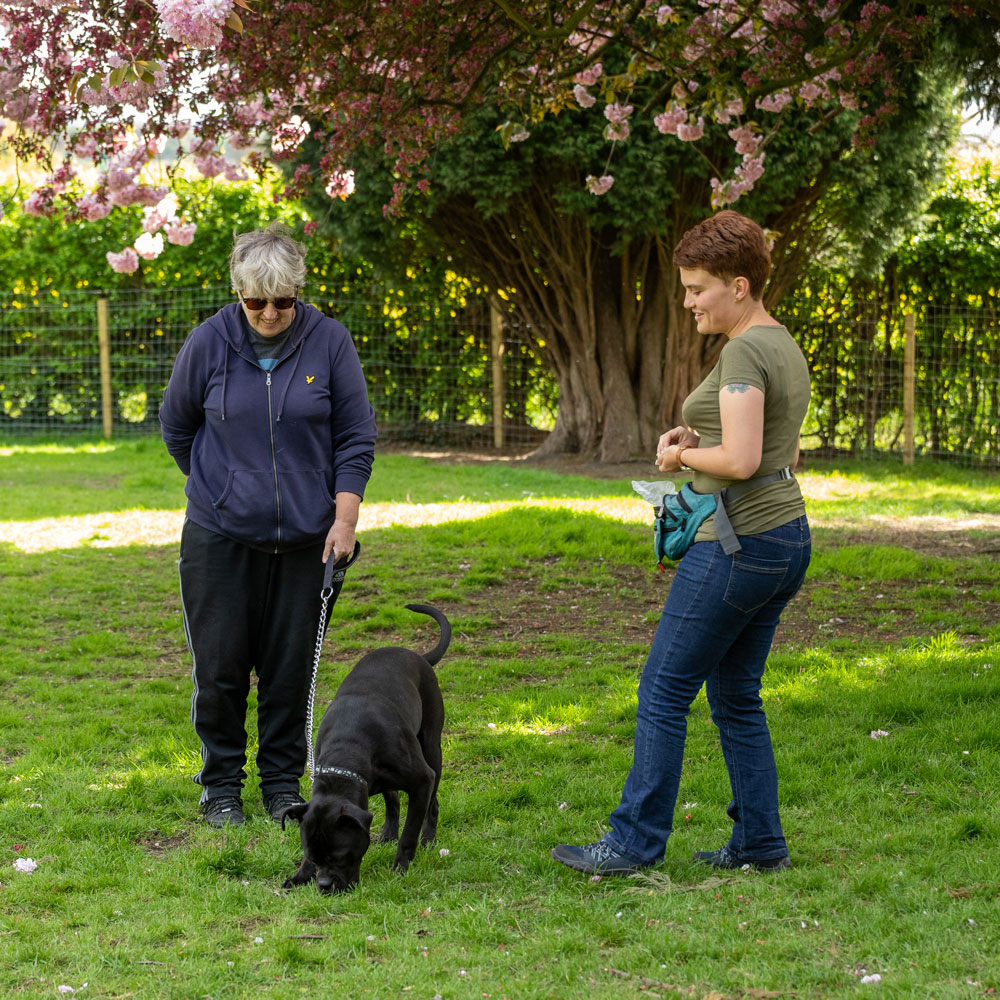 Dog Walking Barnsley