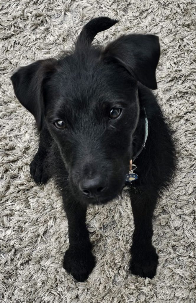 Black Dog - Terrier - Eddie