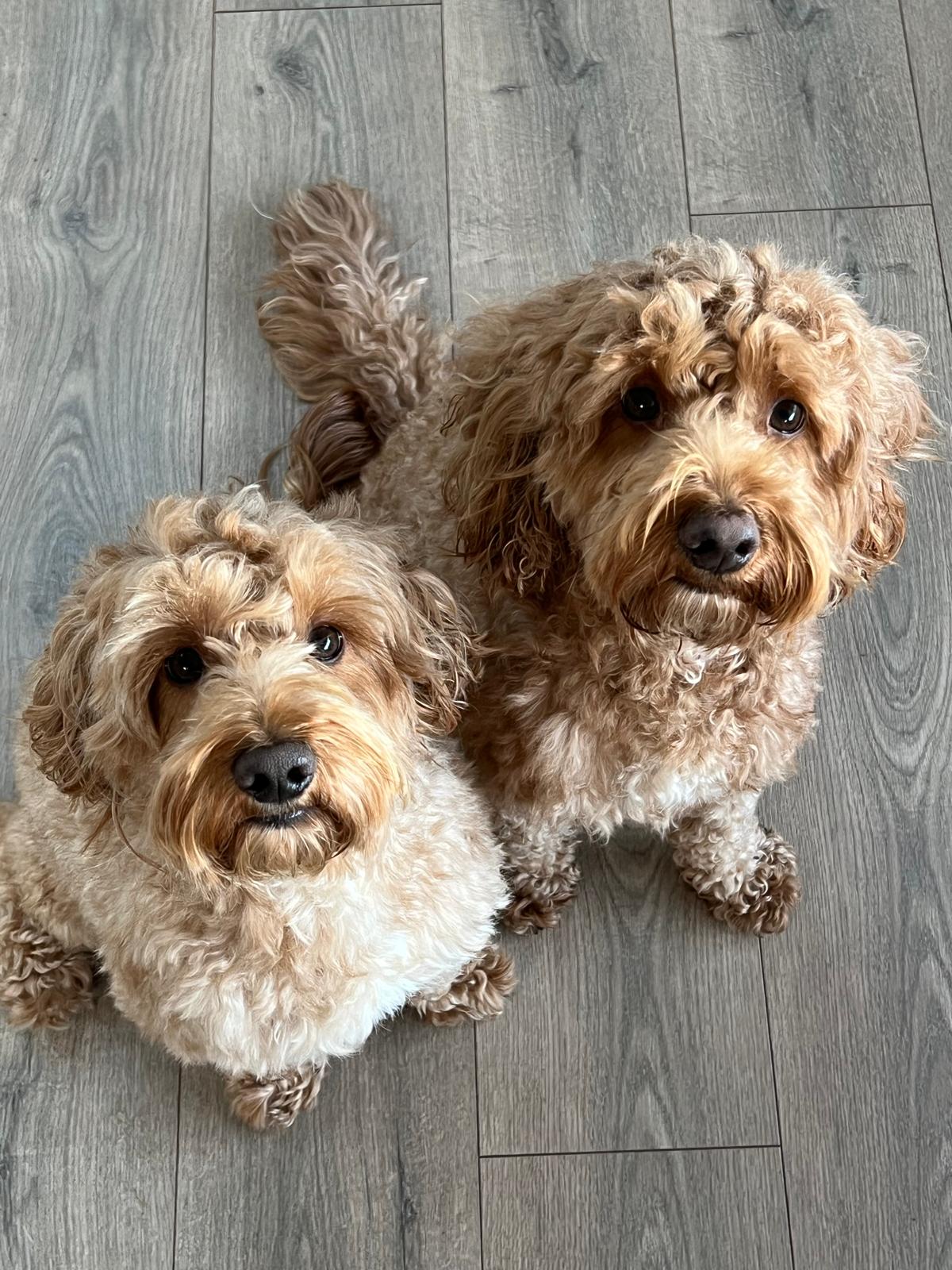 two cockapoo brothers